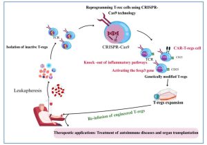 Read more about the article Engineering Regulatory T Cells Using CRISPR-Cas9 Technology: New Prospects for Directed Immune Regulation