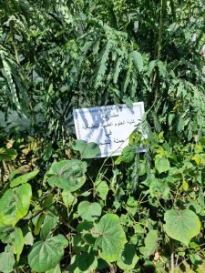 Read more about the article العلوم الطبية التطبيقية تشارك في حملة التشجير بمناسبة يوم التشجير العالمي