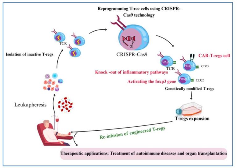 Read more about the article هندسة الخلايا التائية المنظِّمة بتقنية CRISPR-Cas9: آفاق جديدة في التنظيم المناعي الموجه