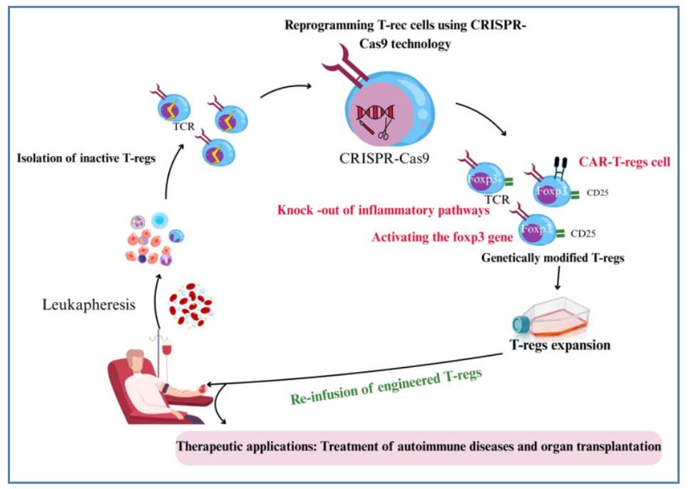 You are currently viewing هندسة الخلايا التائية المنظِّمة بتقنية CRISPR-Cas9: آفاق جديدة في التنظيم المناعي الموجه